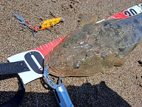 マゴチの釣果