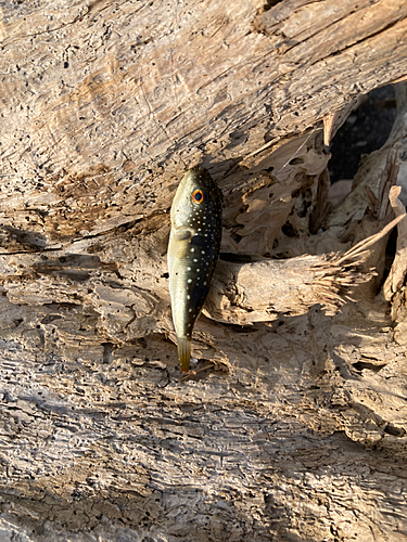 フグの釣果