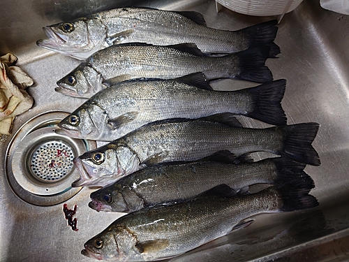 フッコ（ヒラスズキ）の釣果