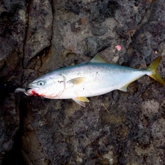 ハマチの釣果