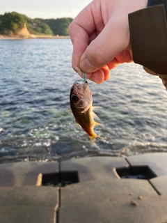 クロムツの釣果