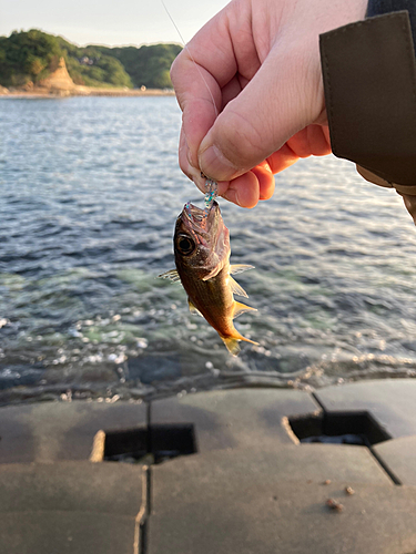 クロムツの釣果