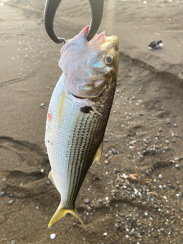 コノシロの釣果