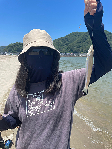 シロギスの釣果