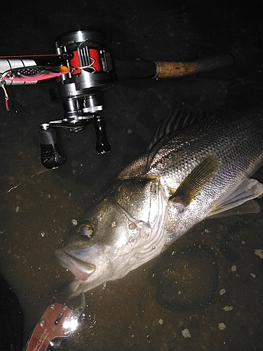 シーバスの釣果