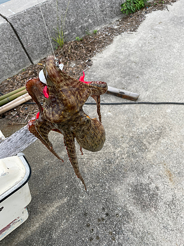 タコの釣果