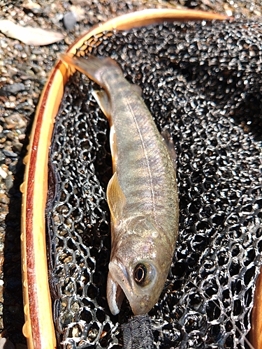 イワナの釣果