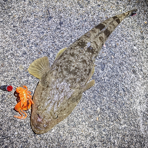 マゴチの釣果