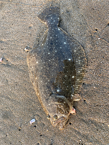 ソゲの釣果