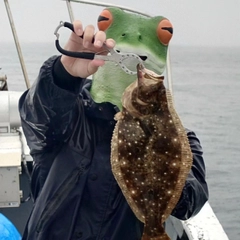 ヒラメの釣果