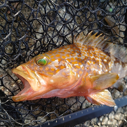 キジハタの釣果