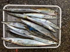 カマスの釣果