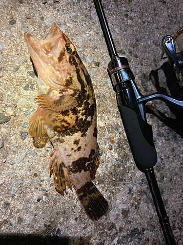 タケノコメバルの釣果