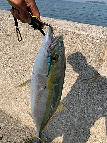 メジロの釣果