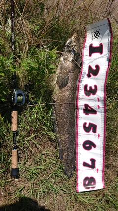 ライギョの釣果