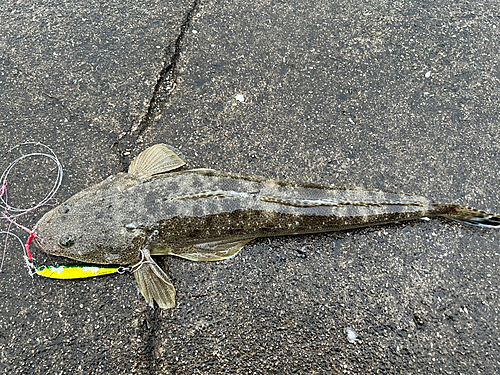 マゴチの釣果