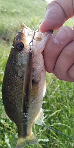 ラージマウスバスの釣果