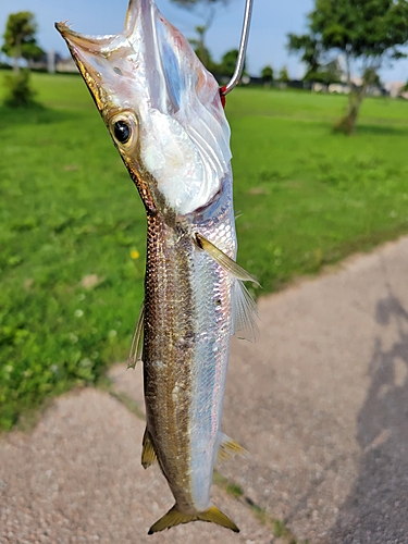 カマスの釣果