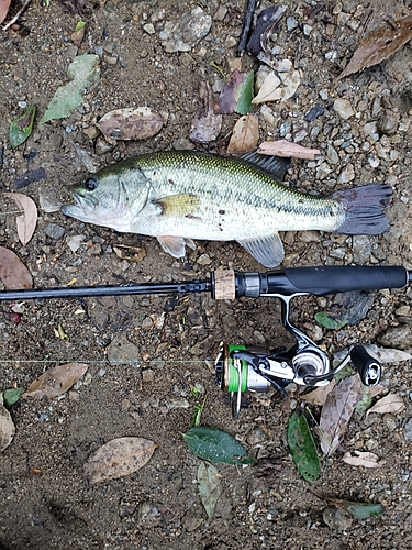 ブラックバスの釣果