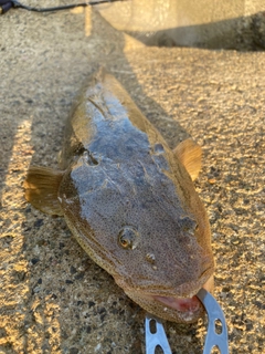 マゴチの釣果