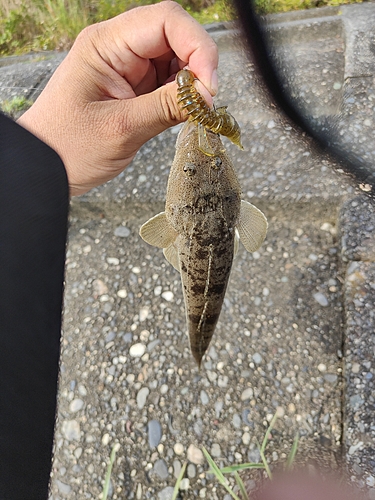 コチの釣果