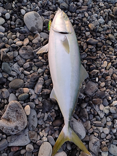 ワカシの釣果