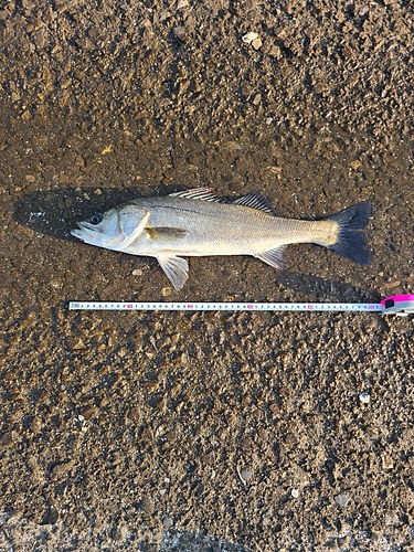 スズキの釣果