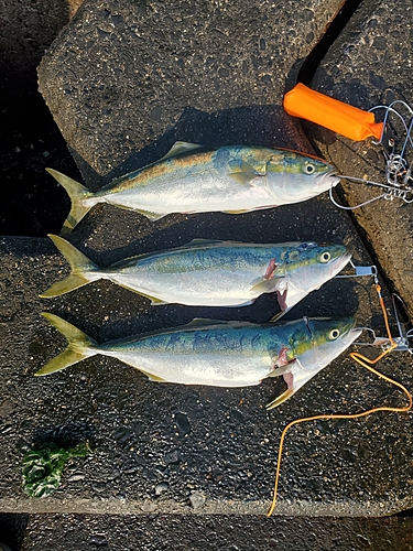 イナダの釣果