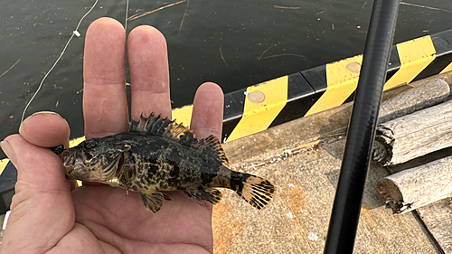 タケノコメバルの釣果