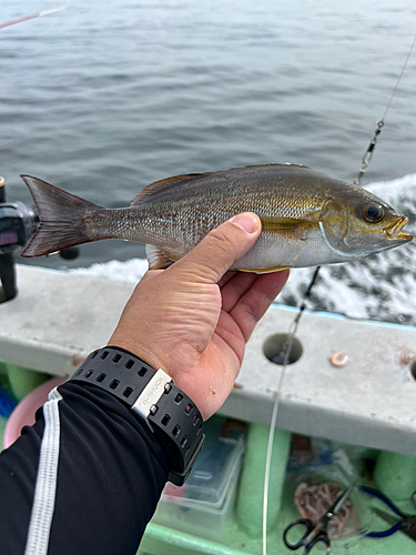 イサキの釣果