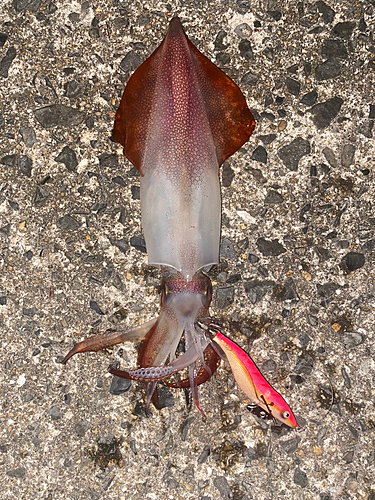 ケンサキイカの釣果