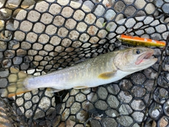 イワナの釣果