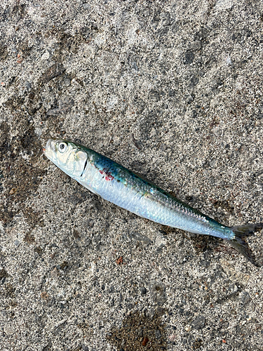 マイワシの釣果