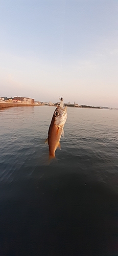 アカムツの釣果