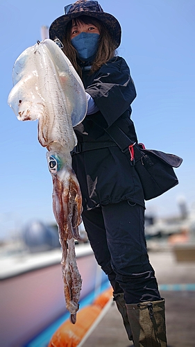 アオリイカの釣果