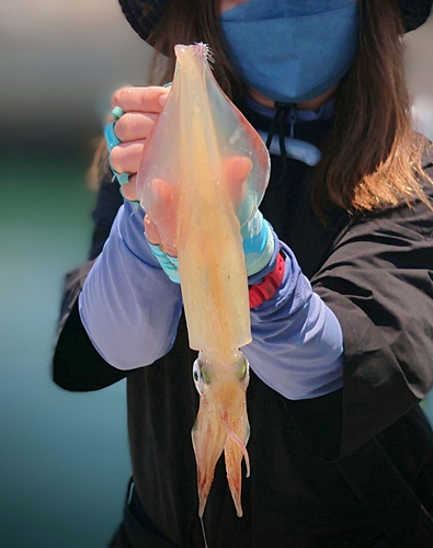 ヤリイカの釣果