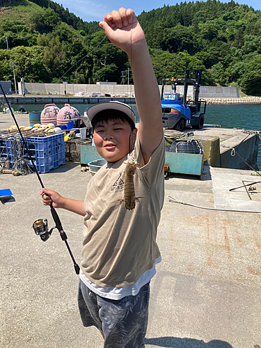 シャコの釣果