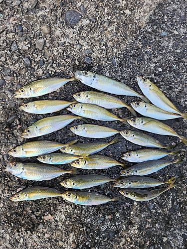 アジの釣果