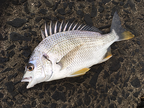 キビレの釣果