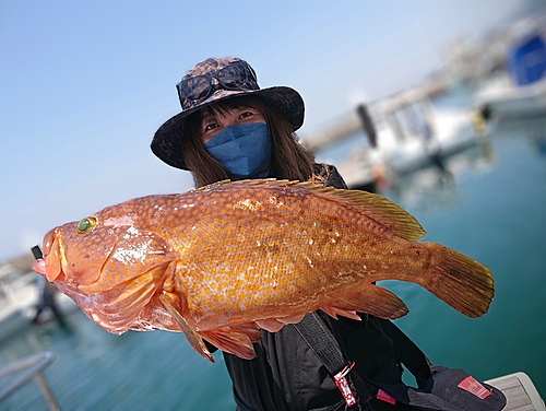 アコウの釣果