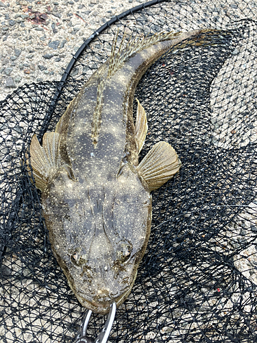 マゴチの釣果