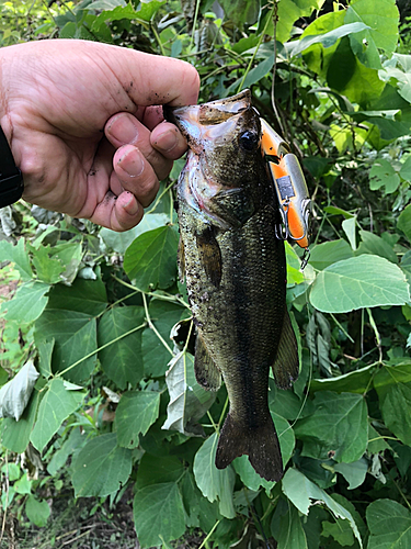 ブラックバスの釣果