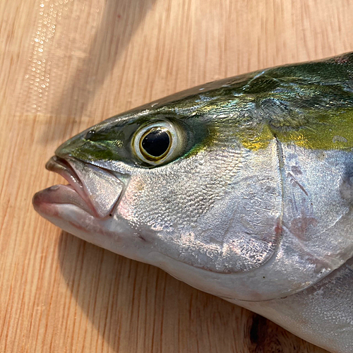 ツバイソの釣果