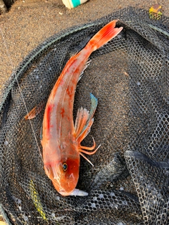 ホウボウの釣果