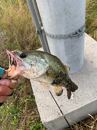 ラージマウスバスの釣果