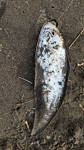 シタビラメの釣果