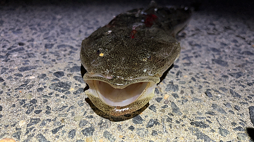 マゴチの釣果