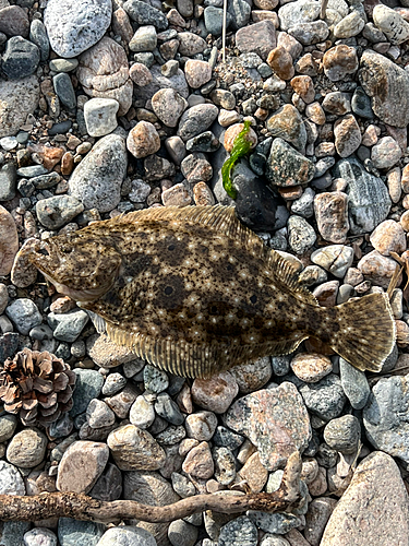 ヒラメの釣果