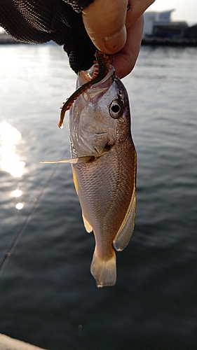 イシモチの釣果