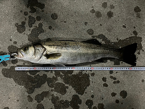 スズキの釣果